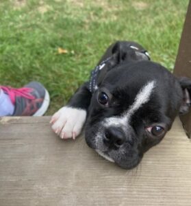 Dog laying on the steps